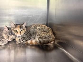 SOPHIE -  Domestic Short Hair Cat for Adoption in Grand Prairie, Texas - SOPHIE | PetCurious