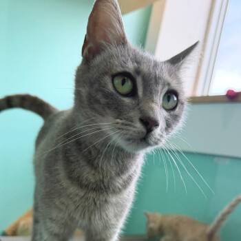 Marwa -  Domestic Short Hair Cat for Adoption in Falls Church, Virginia - Marwa | PetCurious