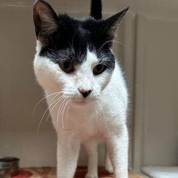 Rescue Domestic Short Hair Cats for Adoption in Dallas, Texas - Pongo | PetCurious