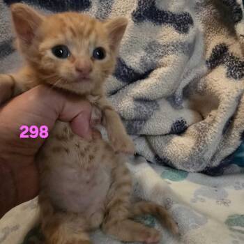 Rescue Domestic Short Hair Cats for Adoption in Los Angeles, California - Redwood | PetCurious