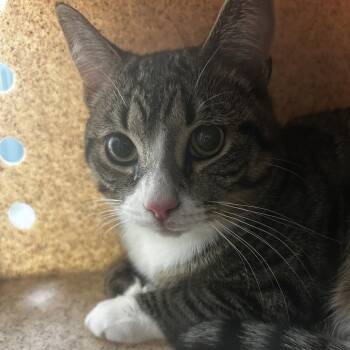 Nazzel -  Domestic Short Hair Cat for Adoption in Philadelphia, Pennsylvania - Nazzel | PetCurious