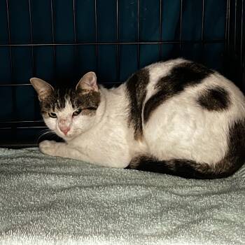 Rescue American Shorthair Cats for Adoption in Lake Jackson, Texas - Blueberry | PetCurious