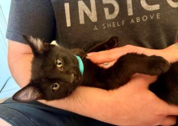 Ham -  Domestic Short Hair Cat for Adoption in Millcreek, Utah - Ham | PetCurious
