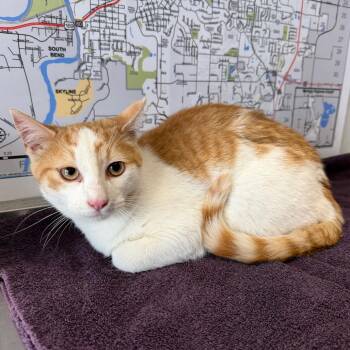 Domestic Short Hair Cats Available for Adoption in Mankato, Minnesota - Muskrat | PetCurious