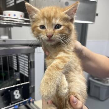 Cider -  Domestic Short Hair Cat for Adoption in Mount Vernon, Indiana - Cider | PetCurious