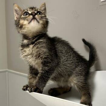 Domestic Short Hair Cats Available for Adoption in Oakland, California - King Tut | PetCurious