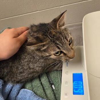 Primm -  Domestic Short Hair Cat for Adoption in Bristol, Indiana - Primm | PetCurious