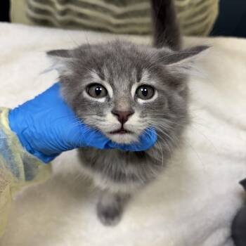 Boston -  Domestic Long Hair Cat for Adoption in Evanston, Illinois - Boston | PetCurious