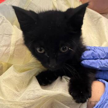 Hamilton -  Domestic Short Hair Cat for Adoption in Salt Lake City, Utah - Hamilton | PetCurious