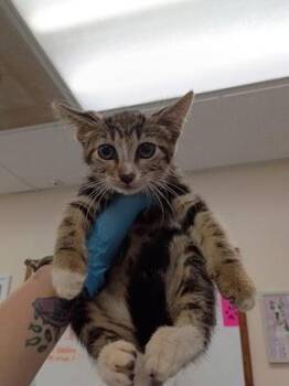 Carol -  Domestic Short Hair Cat for Adoption in Palm Coast, Florida - Carol | PetCurious