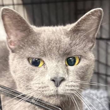 Toast -  Domestic Short Hair Cat for Adoption in Normal, Illinois - Toast | PetCurious