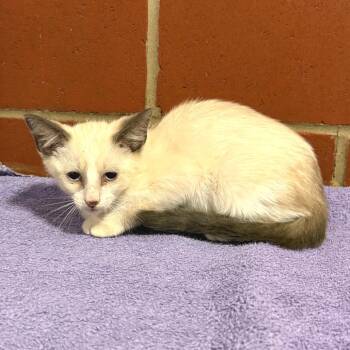 (T-Hold)Anchovy -  Domestic Short Hair Cat for Adoption in Cabot, Arkansas - (T-Hold)Anchovy | PetCurious