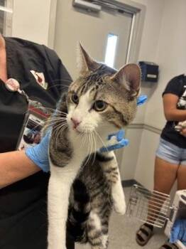 Wishbone -  Domestic Short Hair Cat for Adoption in Shreveport, Louisiana - Wishbone | PetCurious