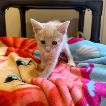 Domestic Short Hair Cats Available for Adoption in Agoura Hills, California - Plum | PetCurious
