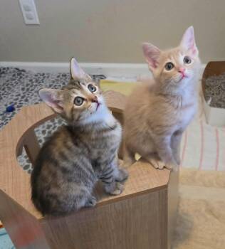 Esther & Promise -  American Shorthair Cat for Adoption in Gulfport, Mississippi - Esther & Promise | PetCurious
