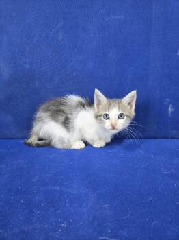 Rescue American Shorthair Cats for Adoption in Ruston, Louisiana - Lost Marbles | PetCurious