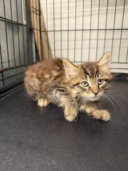 Pirate -  Domestic Medium Hair Cat for Adoption in Metter, Georgia - Pirate | PetCurious