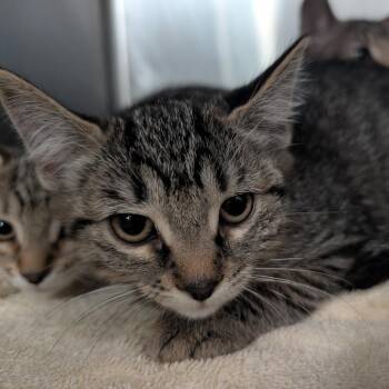 Sophie -  Domestic Short Hair Cat for Adoption in Titusville, Florida - Sophie | PetCurious