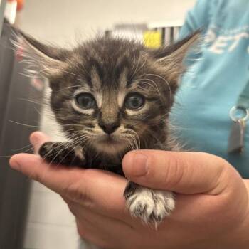 *Emerie* -  Domestic Medium Hair Cat for Adoption in Salt Lake City, Utah - *Emerie* | PetCurious