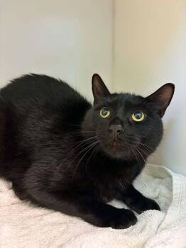 Ninja -  Domestic Short Hair Cat for Adoption in Delson, Quebec - Ninja | PetCurious