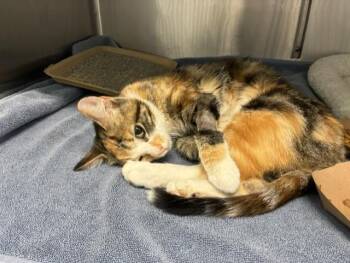 HOLLYLEAF -  Domestic Short Hair Cat for Adoption in Colorado Springs, Colorado - HOLLYLEAF | PetCurious