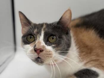 Freya -  Domestic Short Hair Cat for Adoption in Portland, Oregon - Freya | PetCurious