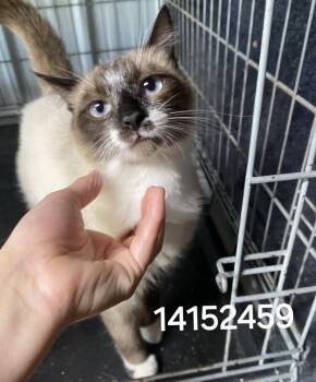 14152459 -  Siamese Cat for Adoption in Lee