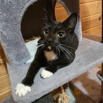 Boyfriend C12517 -  Domestic Short Hair Cat for Adoption - Boyfriend C12517 | PetCurious