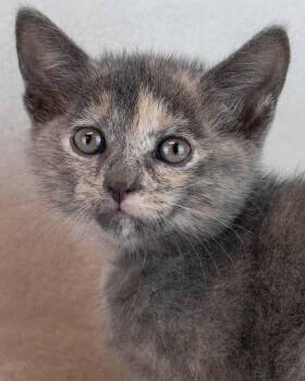 Beatrice -  Domestic Short Hair and Dilute Tortoiseshell Cat for Adoption in Kennesaw, Georgia - Beatrice | PetCurious