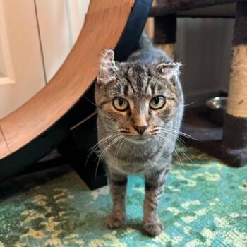 Rescue Domestic Short Hair Cats for Adoption in Gibsonia, Pennsylvania - Ore-Ida | PetCurious