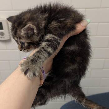 Sparkles -  Domestic Short Hair Cat Available for Adoption in Pittsburgh, Pennsylvania - Sparkles | PetCurious