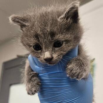 Mink -  Domestic Short Hair Cat for Adoption in Greenville, South Carolina - Mink | PetCurious