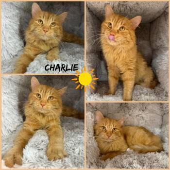 Charlie -  Domestic Long Hair Cat Available for Adoption in Windy Hills, Kentucky - Charlie | PetCurious