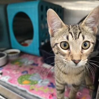 Oliver -  Domestic Short Hair and Mixed Breed Cat for Adoption in Williston, Florida - Oliver | PetCurious