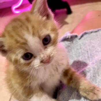 Gizmo -  Domestic Short Hair Cat for Adoption in Long Beach, California - Gizmo | PetCurious