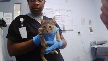 A1267631 -  Domestic Short Hair Cat for Adoption in Charlotte, North Carolina - A1267631 | PetCurious