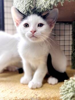 Moss -  Domestic Short Hair Cat Available for Adoption in Collierville, Tennessee - Moss | PetCurious