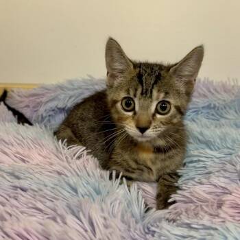 Amy -  Domestic Short Hair Cat for Adoption in East Hampton, New York - Amy | PetCurious