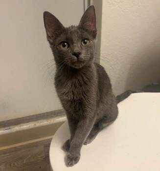 Stephanie Lauter -  Domestic Short Hair Cat for Adoption in Tucson, Arizona - Stephanie Lauter | PetCurious