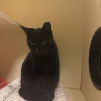 Rescue Domestic Short Hair Cats for Adoption in Dayton, Ohio - Grace | PetCurious