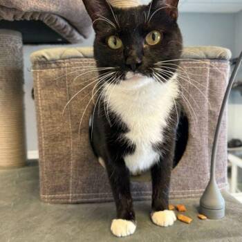 Domestic Short Hair Cats Available for Adoption - Starburst | PetCurious