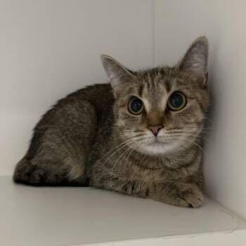 Domestic Short Hair Cats Available for Adoption - Paisley | PetCurious