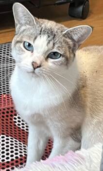 Domestic Short Hair Cats Available for Adoption - Aspen | PetCurious