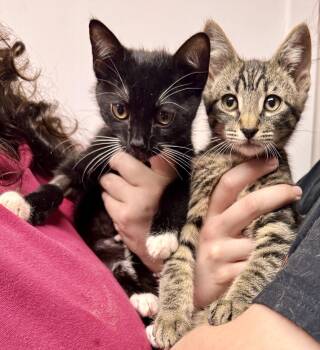 Harbor & Mist -  Domestic Short Hair Cat for Adoption - Harbor & Mist | PetCurious