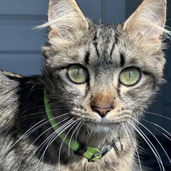 Tabby Cats Available for Adoption - Momma Lola | PetCurious