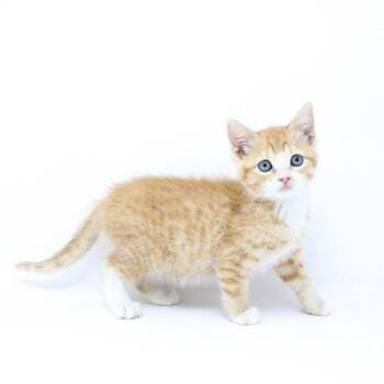 Galbi -  Domestic Short Hair Cat for Adoption in Florence, Arizona - Galbi | PetCurious