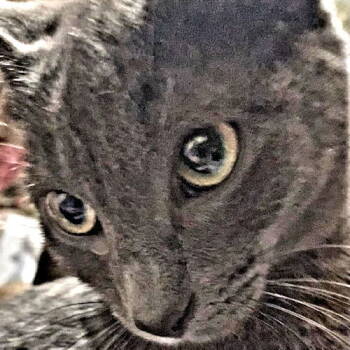 Rescue Domestic Short Hair Cats for Adoption in Rutherfordton, North Carolina - Swifty | PetCurious