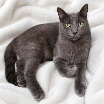Handsome BP Boy -  Russian Blue Cat for Adoption in Glendora, California - Handsome BP Boy | PetCurious