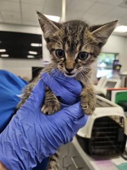 Rescue Domestic Short Hair Cats for Adoption in Palmetto, Florida - A132675 | PetCurious