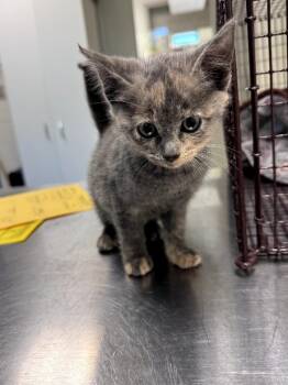Rescue Domestic Short Hair Cats for Adoption in Disputanta, Virginia - Gabby | PetCurious